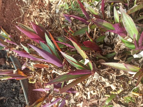 Identificação da planta Abacaxi-roxo por foto