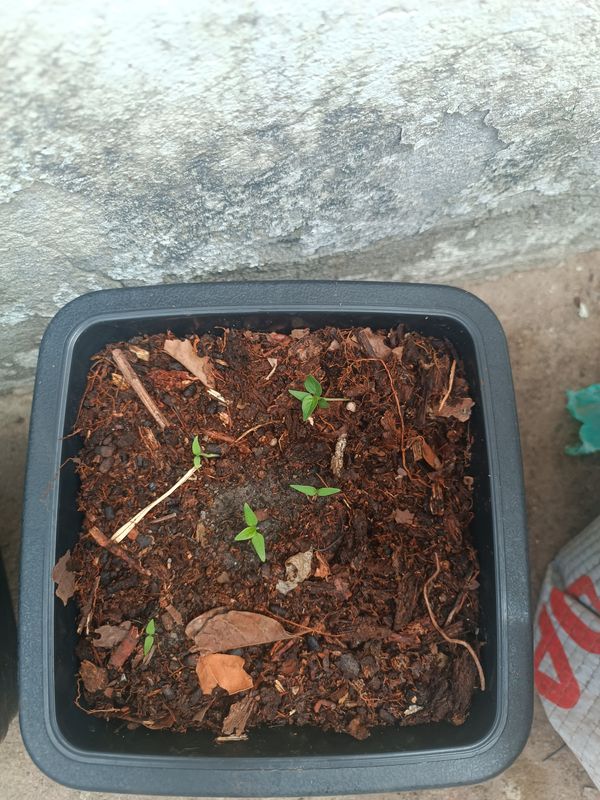 Identificação da planta Zinnia por foto