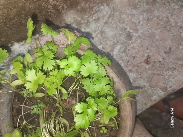 Identificação da planta Coentro por foto