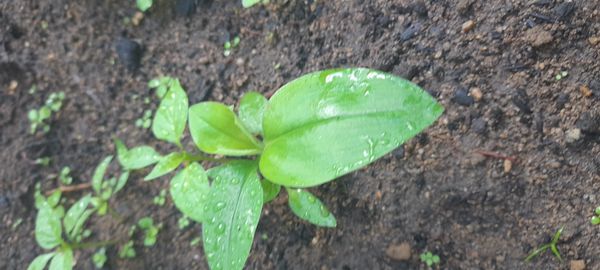 Identificação da planta Trapoeraba por foto