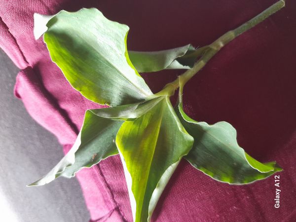 Identificação da planta Trapoeraba por foto