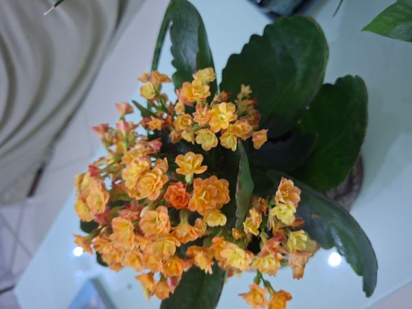 Identificação da planta Flor da fortuna por foto