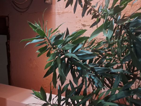 Identificação da planta Dracena Reflexa por foto