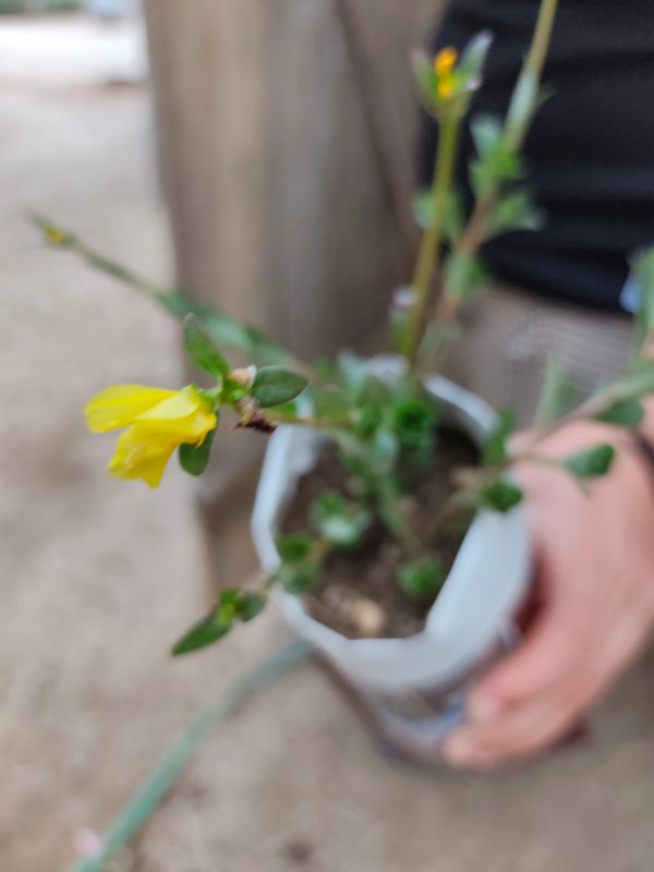 Identificação da planta Onze Horas por foto