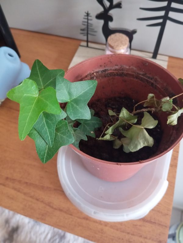 Identificação da planta Hera-do-cabo por foto