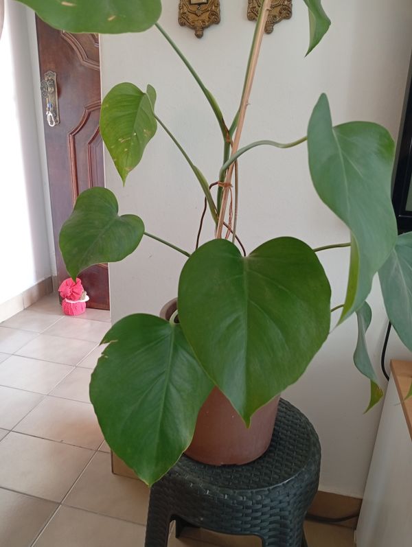 Identificação da planta Jiboia por foto