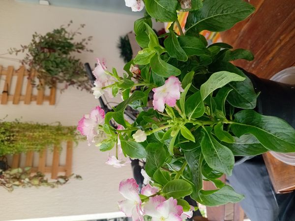 Identificação da planta Vinca por foto