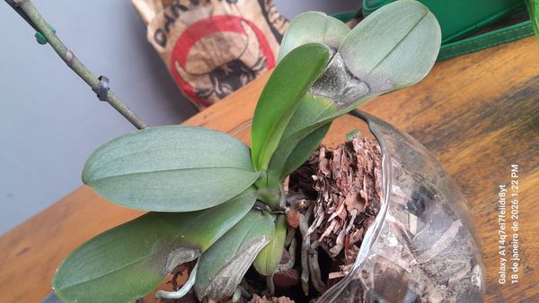 Identificação da planta Orquídea-Phalaenopsis por foto