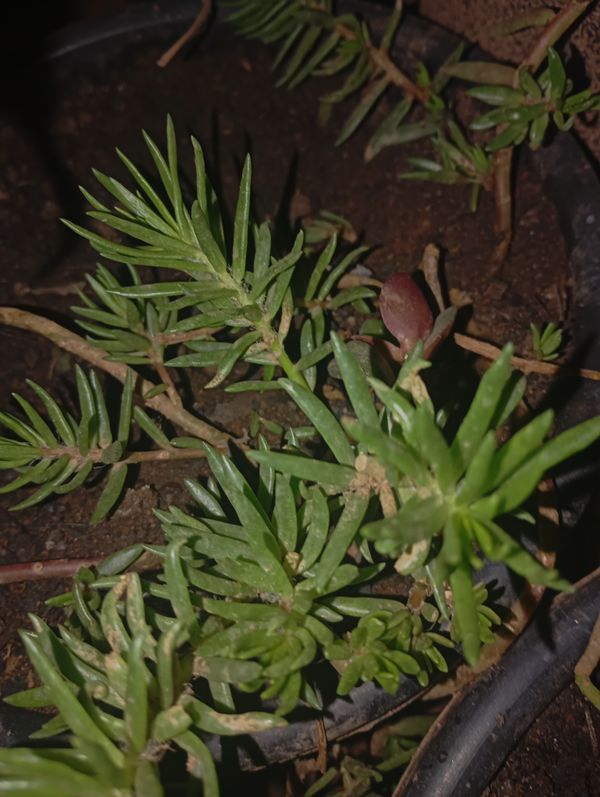 Identificação da planta Onze horas por foto