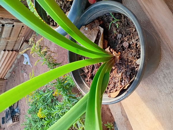 Identificação da planta Bela-dona por foto