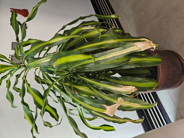Identificação da planta Pau-d'água por foto