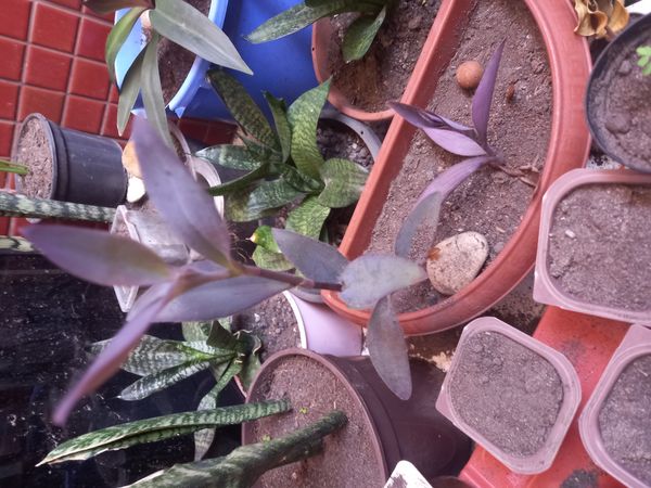 Identificação da planta Trapoeraba-roxa por foto