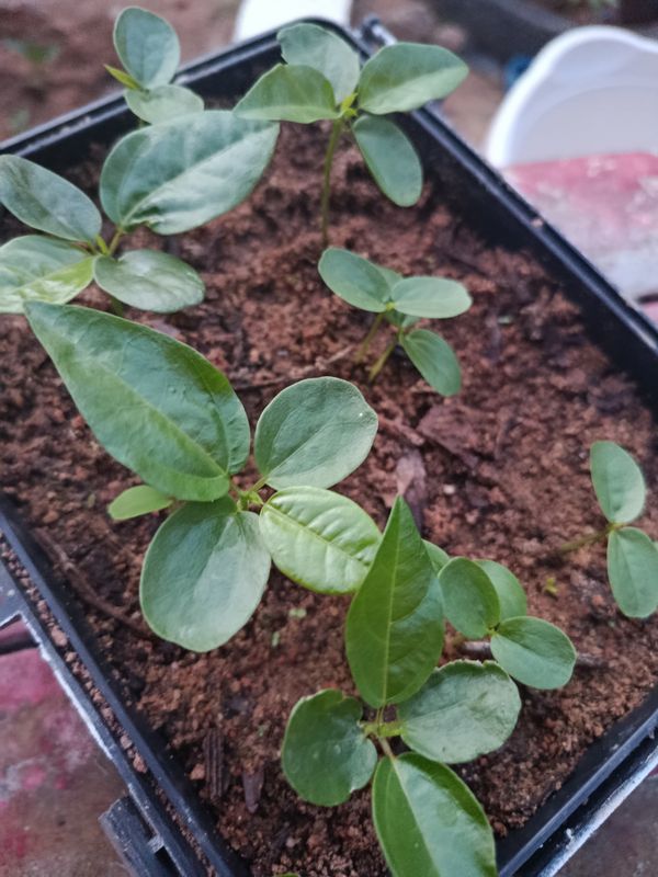 Identificação da planta Maracujá por foto