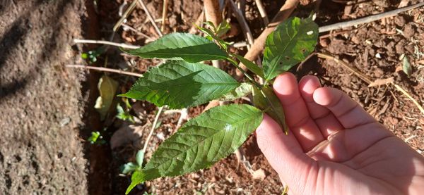 Identificação da planta cerejeira-da-Pensilvânia por foto