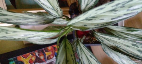 Identificação da planta Comigo ninguém pode por foto