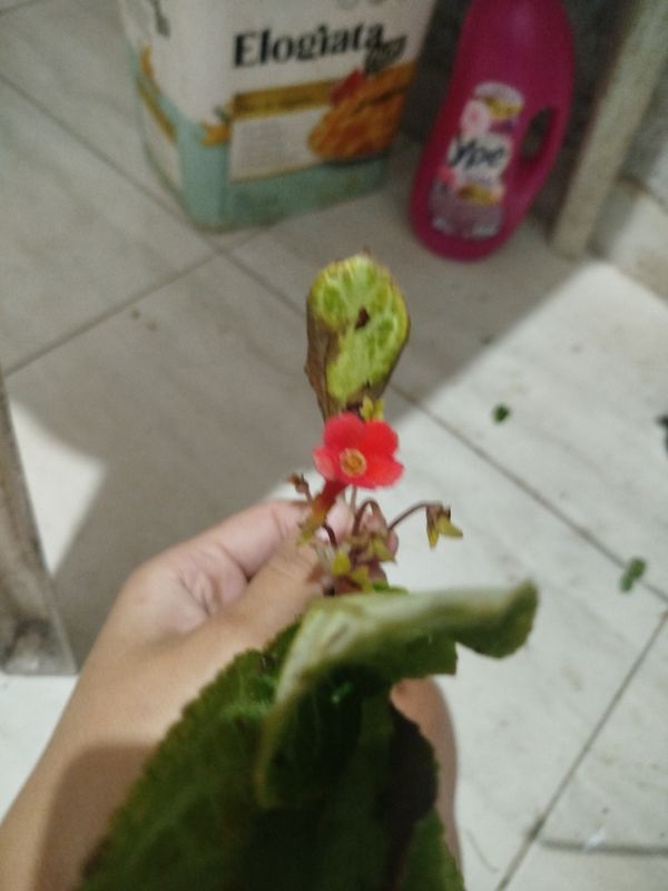 Identificação da planta Peixinho por foto