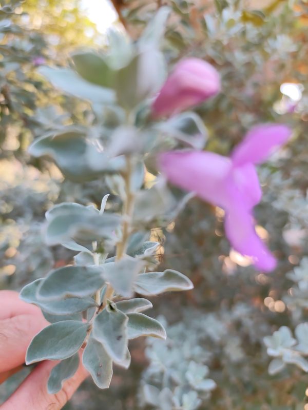 Identificação da planta Sálvia-do-Texas por foto