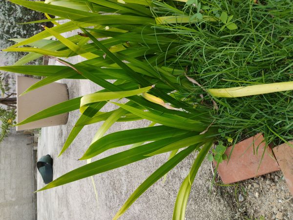 Identificação da planta Lírio Borboleta por foto