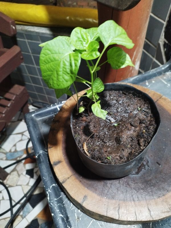 Identificação da planta Pimenta-de-cheiro por foto