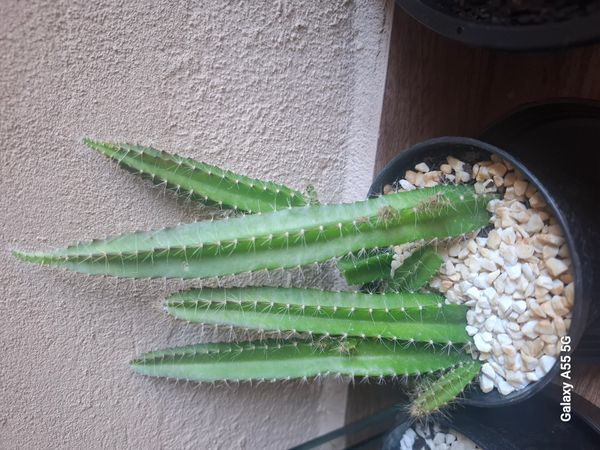 Identificação da planta Pitaia por foto