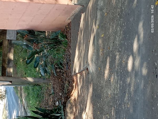 Identificação da planta Ave-do-paraíso por foto