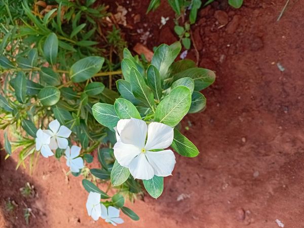 Identificação da planta Vinca por foto