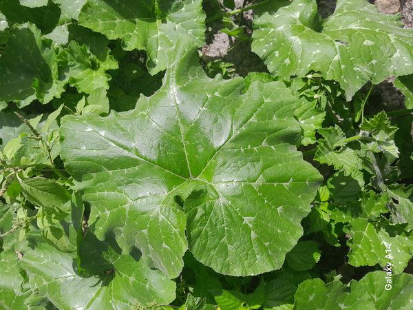 Identificação da planta Abóbora por foto