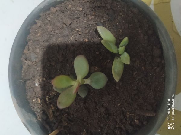 Identificação da planta Planta-jade por foto