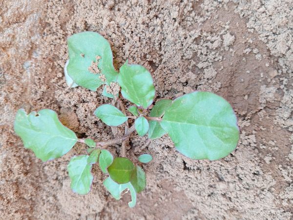 Identificação da planta Bredo por foto