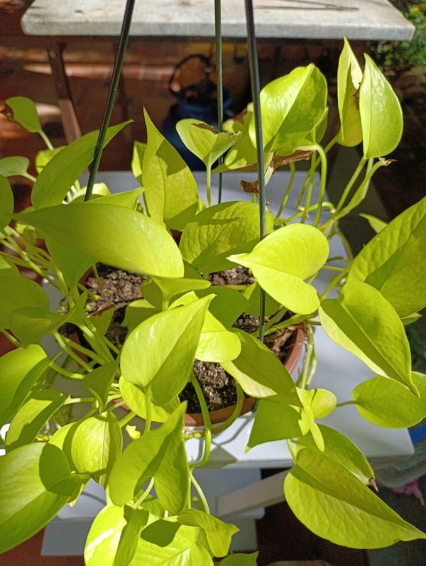 Identificação da planta Jiboia por foto