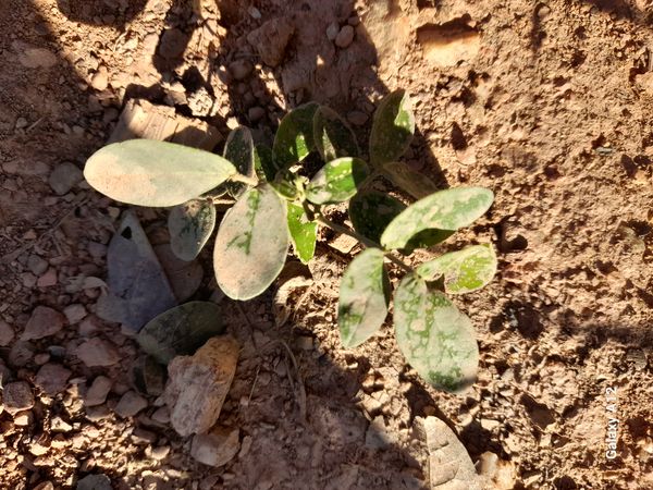 Identificação da planta Carrapicho-de-carneiro por foto