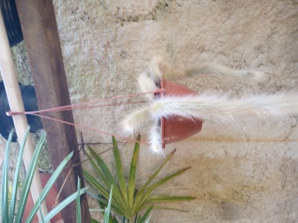 Identificação da planta Rabo de macaco por foto