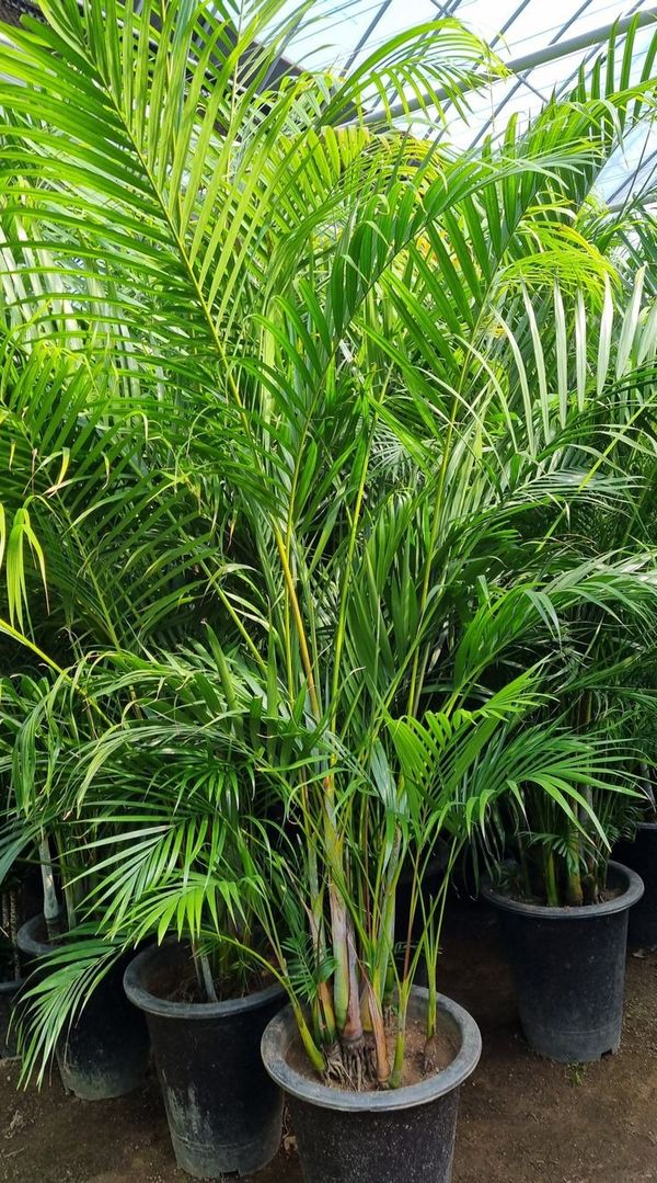Identificação da planta Areca-bambu por foto