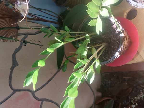 Identificação da planta Zamioculcas por foto