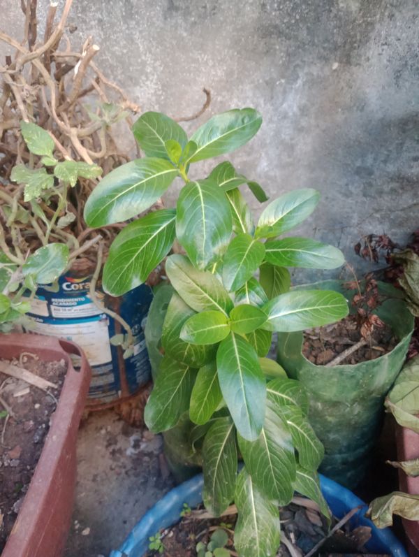 Identificação da planta Vinca por foto