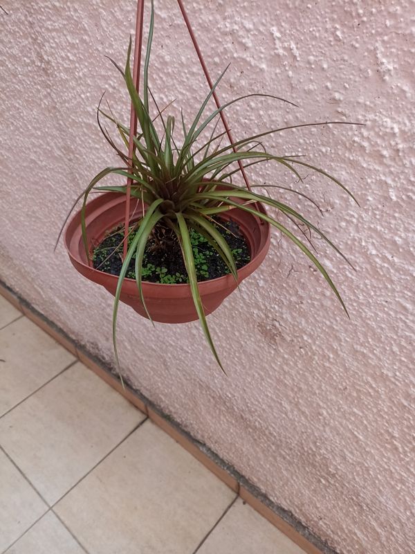 Identificação da planta Tillandsia por foto