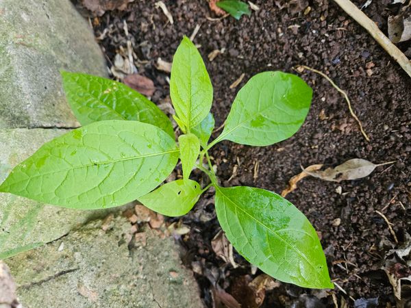 Identificação da planta Pimenta dedo de moça por foto