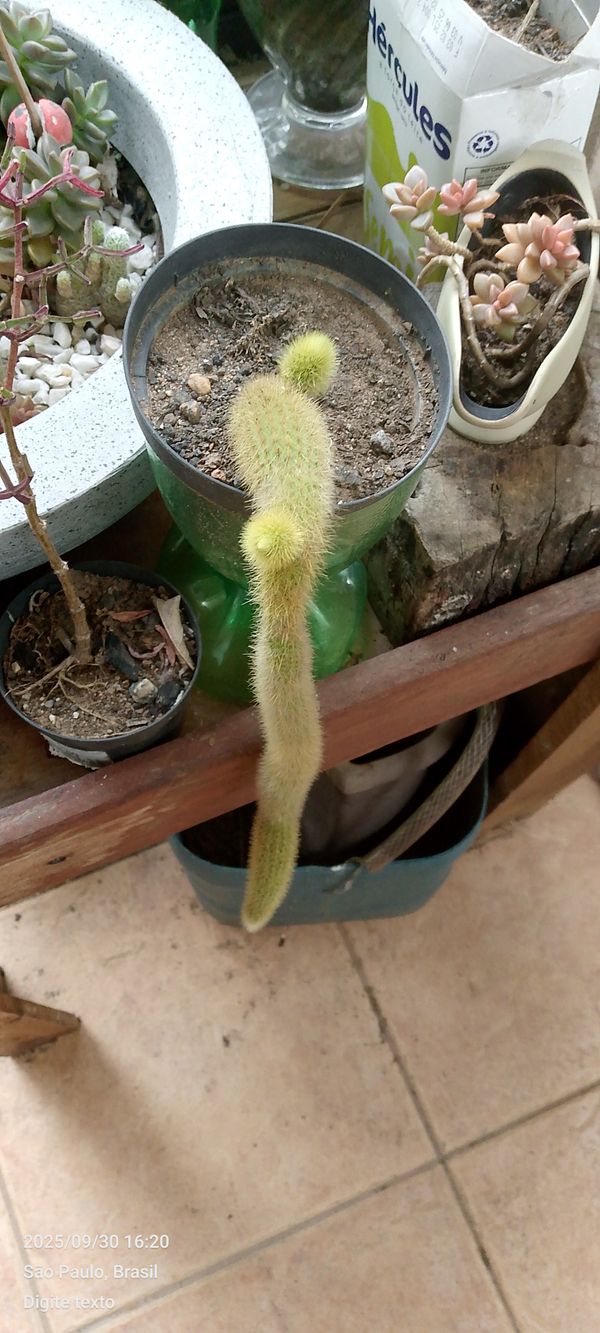 Identificação da planta Rabo de macaco por foto