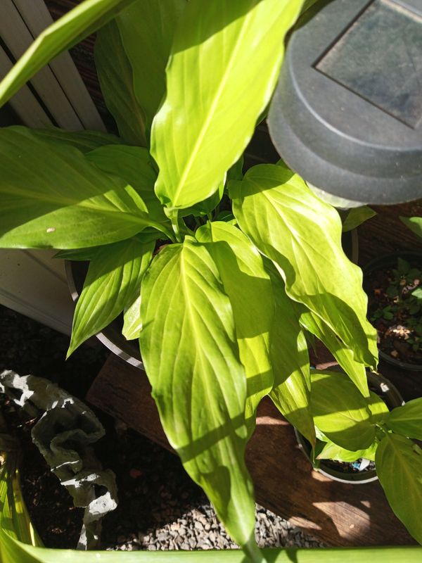 Identificação da planta Como cuida do lirio por foto