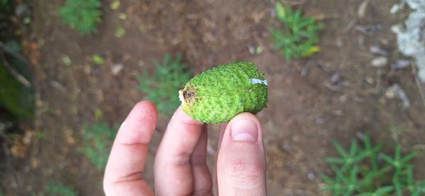 Identificação da planta Cobrina por foto