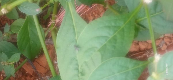Identificação da planta Desconhecido por foto