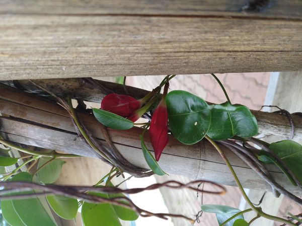 Identificação da planta Dipladênia por foto