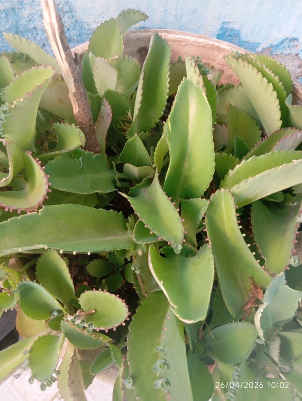 Identificação da planta Aranto por foto