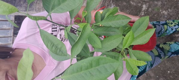 Identificação da planta Laranja Kinkan por foto