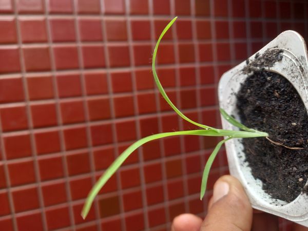 Identificação da planta Capim-pé-de-galinha por foto