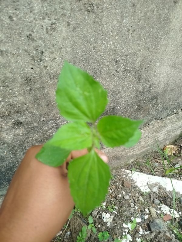 Identificação da planta Picão-branco por foto