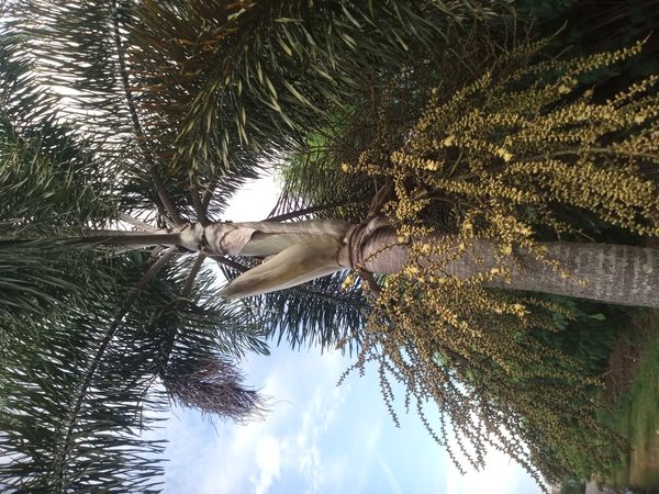 Identificação da planta Palmeira-leque-australiana por foto