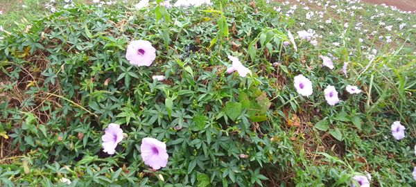 Identificação da planta Sete-léguas por foto