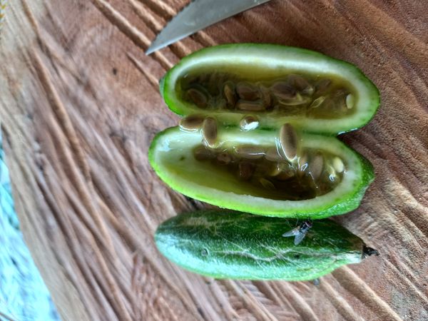 Identificação da planta Maracujá por foto