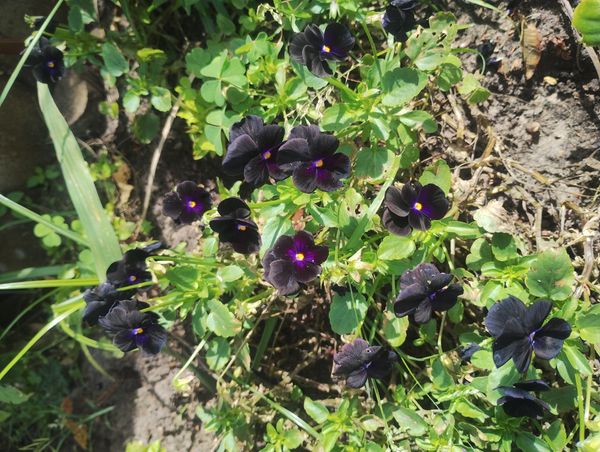 Identificação da planta Violeta por foto